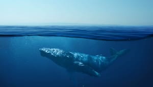 bitcoin-whale-diamanten-handen Bitcoin whale klimt razendsnel naar 3e grootste houder: wie is dit?
