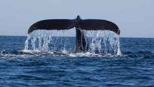 Bitcoin-whale bitcoin-whales-BTC-santiment