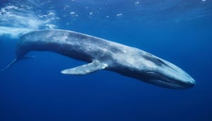 Las ballenas de Bitcoin dan un llamativo paso atrás antes de la caída Las ballenas de Bitcoin dan un llamativo paso atrás antes de la caída