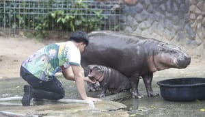 Fundador de Ethereum, Vitalik, adopta al mundialmente famoso Moo Deng Fundador de Ethereum, Vitalik, adopta al mundialmente famoso Moo Deng