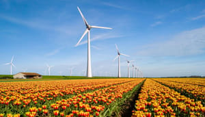 Tulpen met op de achtergrond windturbines