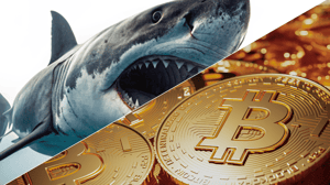 Bitcoin shark slaat toe Bitcoin shark slaat toe