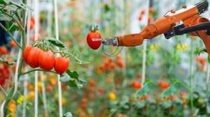 Un projet d’IA autour d’une tomate rapporte 100 000 euros en crypto à son créateur