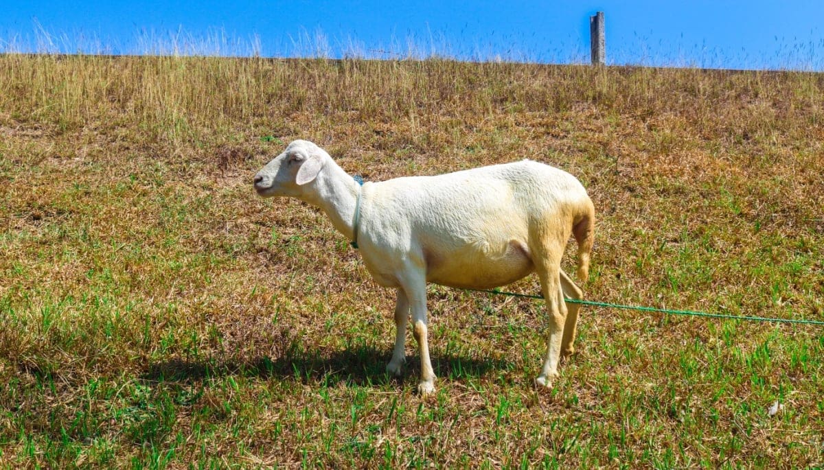 goatseus maximus new ath Memecoin GOAT bereikt record, maar wees gewaarschuwd