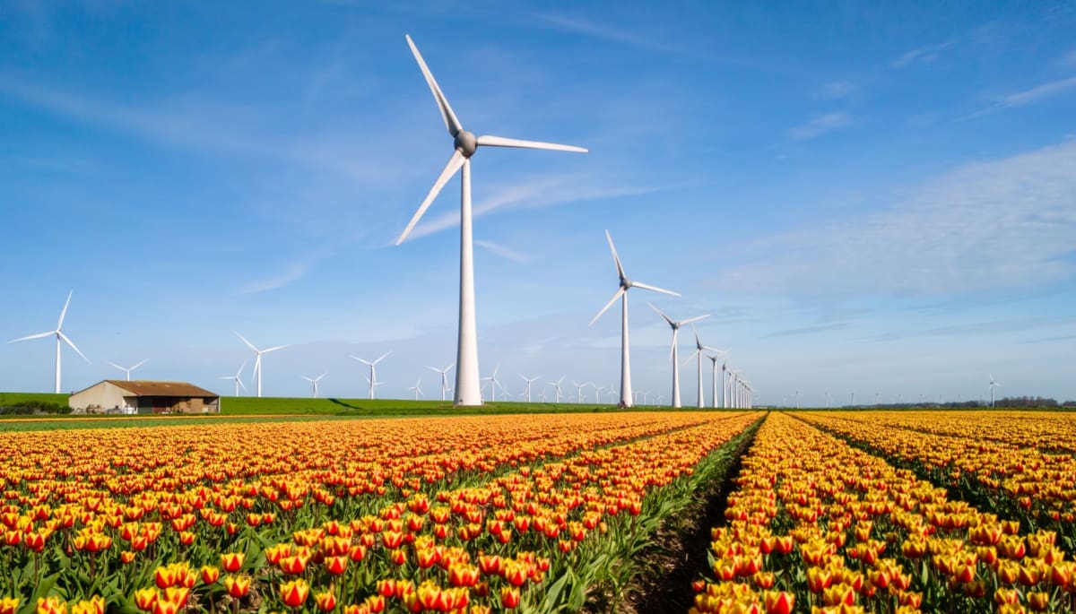 windturbine-tulpen Tulpen met op de achtergrond windturbines