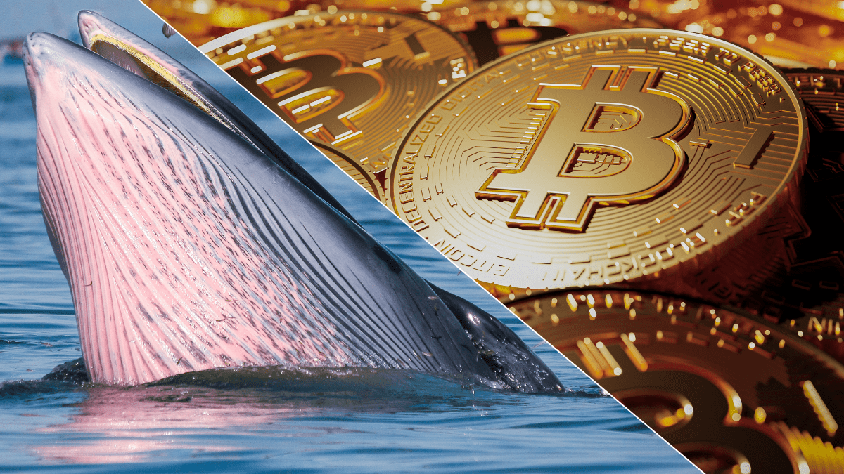 Bitcoin über 70.000 Dollar: Bitfinex-Wale beginnen Gewinne mitzunehmen